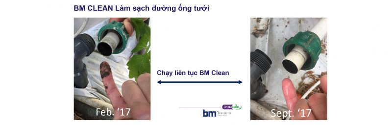 Bm Clean Web 05